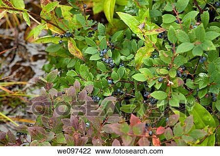 Stock Image - Blueberries, Shinning Rock Wilderness Area, Pisgah Nat Forest, NC. Fotosearch