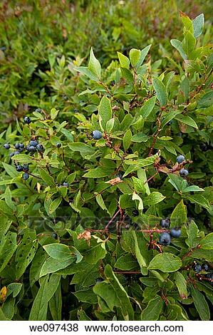 Stock Photo - Blueberries, Shinning Rock Wilderness Area, Pisgah Nat Forest, NC. Fotosearch