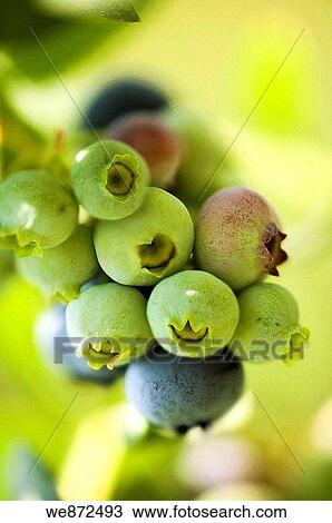Blueberry Cluster Ripening on a Bush Vaccinium corymbosum June 2005 View Large Photo Image Stock Image - Blueberry Cluster Ripening on a Bush Vaccinium corymbosum June 2005. Fotosearch
