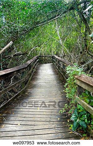 Boardwals trail through everglades national park View Large Photo Image Stock Image - Boardwals trail through everglades national park. Fotosearch