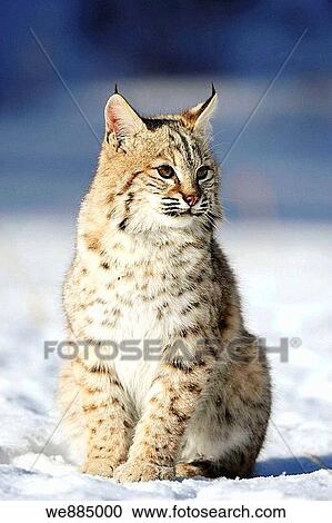 Bobcat Felis rufus- captive Baby, first winter View Large Photo Image Stock Image - Bobcat Felis rufus- captive Baby, first winter. Fotosearch