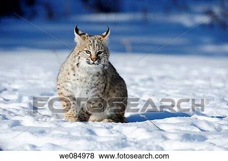 Bobcat Felis rufus- captive Baby, first winter View Large Photo Image Stock Photo - Bobcat Felis rufus- captive Baby, first winter. Fotosearch
