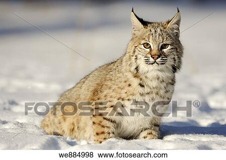 Stock Photo - Bobcat Felis rufus- captive Baby, first winter. Fotosearch