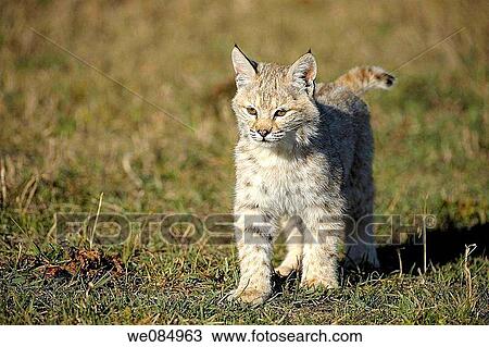 Bobcat Felis rufus- captive Baby View Large Photo Image Stock Image - Bobcat Felis rufus- captive Baby. Fotosearch