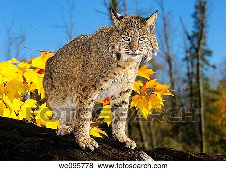 Stock Photo - Bobcat on a fallen tree trunk with yellow maple leaves and blue sky. Fotosearch