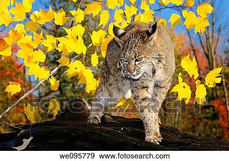 Bobcat walking along a fallen tree trunk with yellow and red maple leaves in Autumn and blue sky View Large Photo Image Stock Photo - Bobcat walking along a fallen tree trunk with yellow and red maple leaves in Autumn and blue sky. Fotosearch
