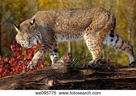 Bobcat walking along a fallen tree trunk with red maple leaves in Autumn View Large Photo Image Stock Photography - Bobcat walking along a fallen tree trunk with red maple leaves in Autumn. Fotosearch