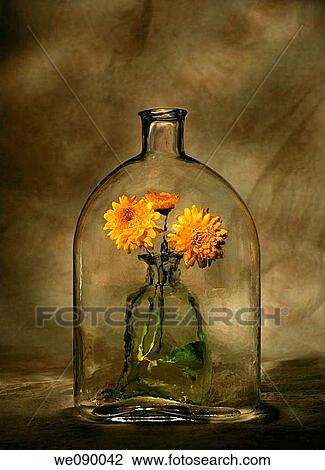 Bottle with marigolds View Large Photo Image Stock Image - Bottle with marigolds. Fotosearch
