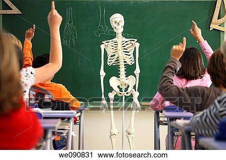 boy, Arm raised, board, blackboard, back view, anatomy View Large Photo Image Stock Image - boy, Arm raised, board, blackboard, back view, anatomy. Fotosearch