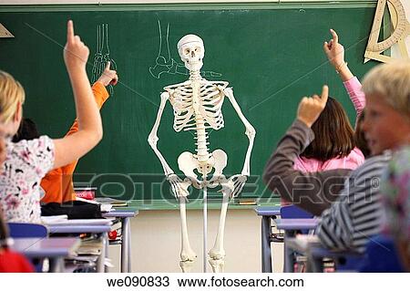 boy, Arm raised, board, blackboard, back view, anatomy View Large Photo Image Stock Image - boy, Arm raised, board, blackboard, back view, anatomy. Fotosearch