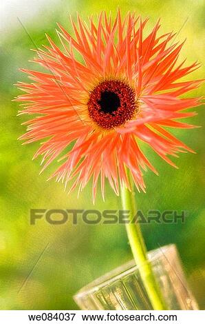 Bright Gerbera Daisy in a Vase. Gerbera jamesonii View Large Photo Image Stock Photo - Bright Gerbera Daisy in a Vase. Gerbera jamesonii. Fotosearch