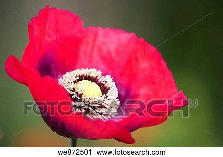 Bright Pink Peony Poppy Fully Open. Papaver somniferum paeoniflorum. June 2008 View Large Photo Image Stock Image - Bright Pink Peony Poppy Fully Open. Papaver somniferum paeoniflorum. June 2008. Fotosearch