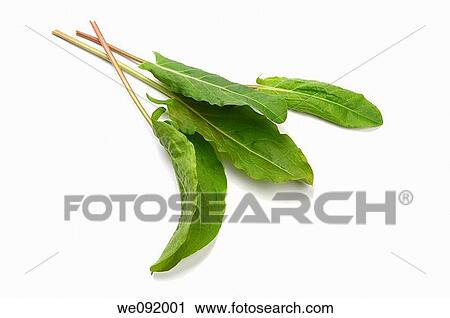 Stock Image - Broad leaf sorrel. Fotosearch