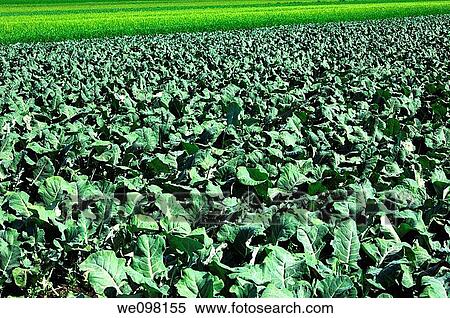 Broccoli field View Large Photo Image Stock Photography - Broccoli field. Fotosearch