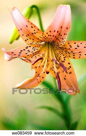 Broken Tiger Lily. Lilium hybrid. June 2008, Maryland, USA View Large Photo Image Stock Photo - Broken Tiger Lily. Lilium hybrid. June 2008, Maryland, USA. Fotosearch