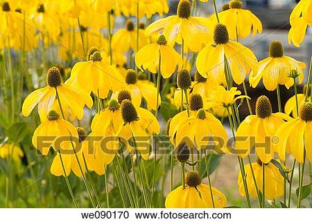 brown-eyed susan flowers View Large Photo Image Stock Image - brown-eyed susan flowers. Fotosearch