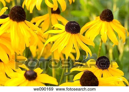 Stock Photo - brown-eyed susan flowers. Fotosearch