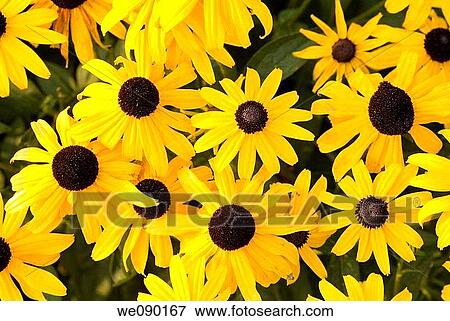 brown-eyed susans flowers View Large Photo Image Stock Photo - brown-eyed susans flowers. Fotosearch
