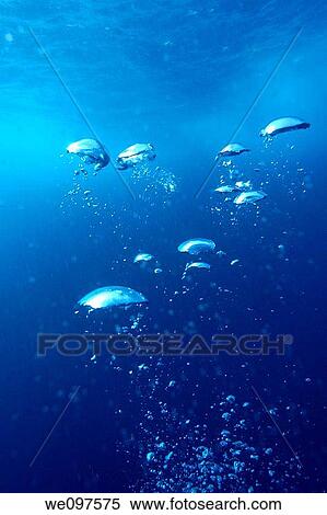 Bubbles rising to surface in sea, underwater view View Large Photo Image Stock Photography - Bubbles rising to surface in sea, underwater view. Fotosearch