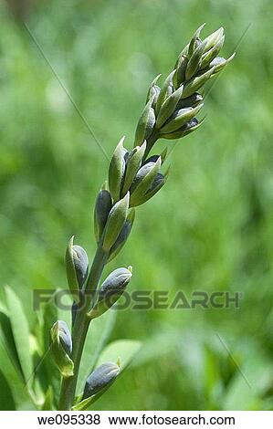 Budding false indigo or baptisia View Large Photo Image Stock Photo - Budding false indigo or baptisia. Fotosearch