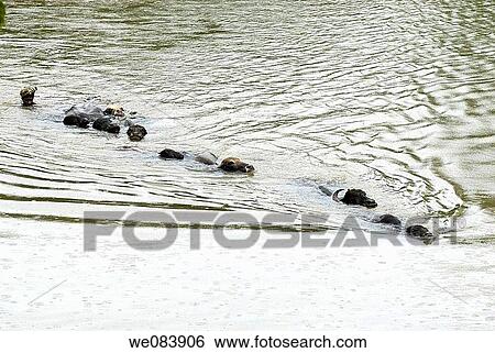 Buffalos crossing the Pamba River near Mannarsala, Kerala, India View Large Photo Image Stock Photograph - Buffalos crossing the Pamba River near Mannarsala, Kerala, India. Fotosearch