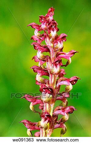 Bug orchid, Orchis coriophora, Orchid View Large Photo Image Stock Image - Bug orchid, Orchis coriophora, Orchid. Fotosearch