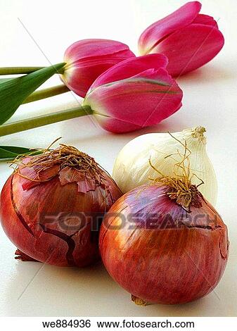 Bulbs and Tulips View Large Photo Image Stock Photograph - Bulbs and Tulips. Fotosearch