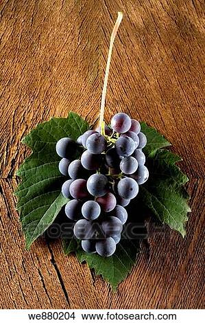 Bunch of blue grapes with leaves on a wooden surface View Large Photo Image Picture - Bunch of blue grapes with leaves on a wooden surface. Fotosearch