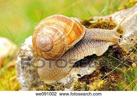 Stock Image - Burgundy Snail, Roman Snail, Helix pomatia. Fotosearch