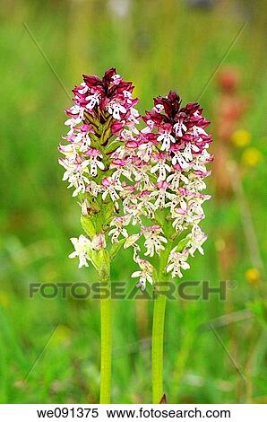 Burnt Orchid, Orchis ustulata, Orchid View Large Photo Image Stock Photography - Burnt Orchid, Orchis ustulata, Orchid. Fotosearch