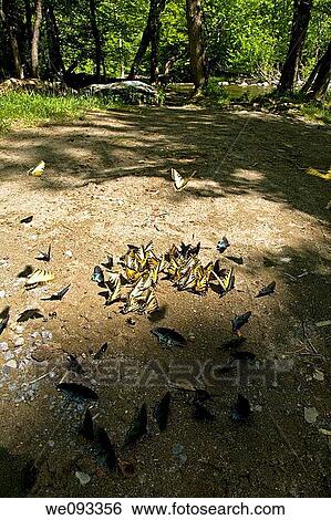 Butterflys Clustering at Mineral Lick, Greenbrier, Great Smoky Mountains National Park, TN View Large Photo Image Stock Photograph - Butterflys Clustering at Mineral Lick, Greenbrier, Great Smoky Mountains National Park, TN. Fotosearch