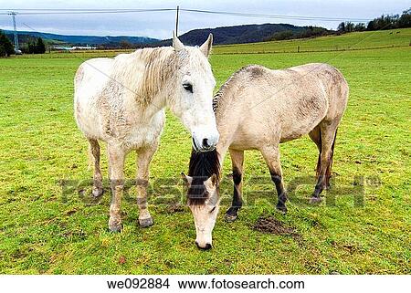Caballo en Izarra Alava View Large Photo Image Picture - Caballo en Izarra Alava. Fotosearch