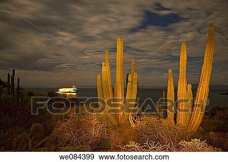 Cactus in bloom in the Sonoran Desert of Baja California, Mexico View Large Photo Image Stock Photo - Cactus in bloom in the Sonoran Desert of Baja California, Mexico. Fotosearch
