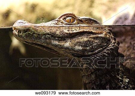 Caiman Alligator View Large Photo Image Stock Photo - Caiman Alligator. Fotosearch