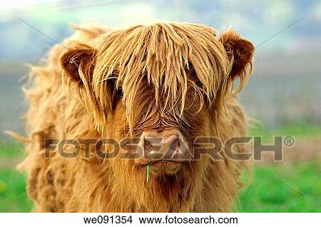 Calf, red-brown Highland Cattle, Kyloe View Large Photo Image Picture - Calf, red-brown Highland Cattle, Kyloe. Fotosearch