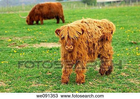 Calf, red-brown Highland Cattle, Kyloe View Large Photo Image Stock Image - Calf, red-brown Highland Cattle, Kyloe. Fotosearch