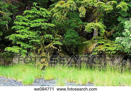 Stock Image - Canada, BC, Queen Charlotte Islands, Gwaii Haanas National Park. Shoreline of South Moresby Island. Fotosearch