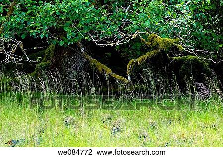 Canada, BC, Queen Charlotte Islands, Gwaii Haanas National Park. Shoreline of South Moresby Island View Large Photo Image Stock Image - Canada, BC, Queen Charlotte Islands, Gwaii Haanas National Park. Shoreline of South Moresby Island. Fotosearch