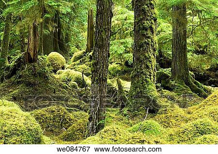 Stock Photo - Canada, BC, Queen Charlotte Islands, Gwaii Haanas National Park Windy Bay hlk? yah Llnagaay. Fotosearch