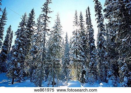 Canada, BC, Sun Peaks ski resort. Snow covered forest. View Large Photo Image Stock Photography - Canada, BC, Sun Peaks ski resort. Snow covered forest.. Fotosearch