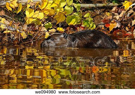 Canadian Beaver wading at the edge of a stream with reflected maple leaves View Large Photo Image Stock Image - Canadian Beaver wading at the edge of a stream with reflected maple leaves. Fotosearch
