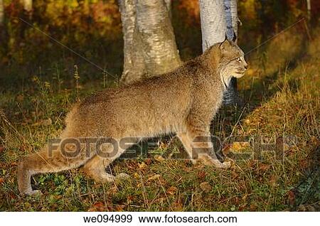 Stock Photo - Canadian Lynx crouching in the morning sun watching for prey at the edge of a colorful Autumn forest. Fotosearch