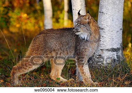 Canadian Lynx looking back in the shade of birch trees in a colorful Autumn forest at sunrise View Large Photo Image Picture - Canadian Lynx looking back in the shade of birch trees in a colorful Autumn forest at sunrise. Fotosearch