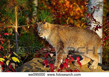 Canadian Lynx standing on a rock in a colorful birch forest in Autumn at sunrise View Large Photo Image Stock Image - Canadian Lynx standing on a rock in a colorful birch forest in Autumn at sunrise. Fotosearch