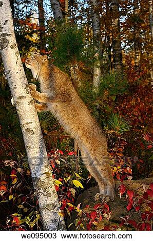 Stock Image - Canadian Lynx standing on hind feet looking up a Birch tree in an Autumn forest. Fotosearch