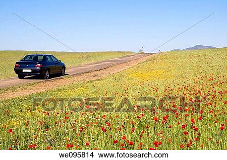 Car running on minor road and poppy field. Toledo province, Castilla La Mancha, Spain. View Large Photo Image Picture - Car running on minor road and poppy field. Toledo province, Castilla La Mancha, Spain.. Fotosearch