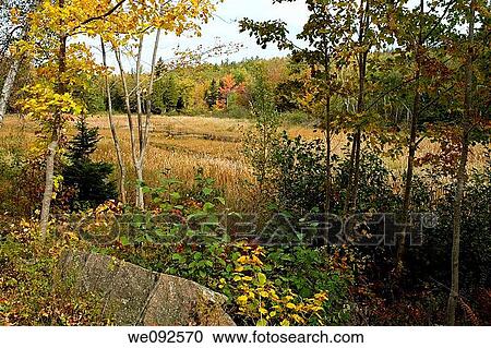 Carriage Road, Autumn Views, Acadia Nat Park, ME View Large Photo Image Stock Image - Carriage Road, Autumn Views, Acadia Nat Park, ME. Fotosearch