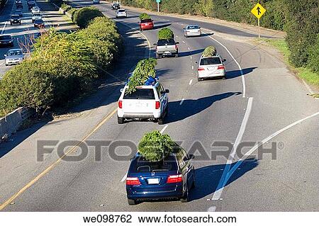 Stock Image - Cars and SUVs driving on the highway with Christmas trees tied to their roofs on Thansgiving Day weekend. Fotosearch