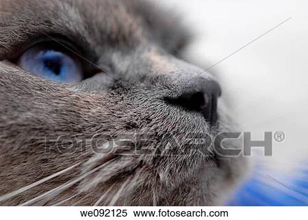 Cat close up View Large Photo Image Stock Photography - Cat close up. Fotosearch