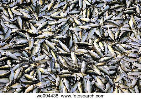 Catch of sardines View Large Photo Image Stock Photo - Catch of sardines. Fotosearch
